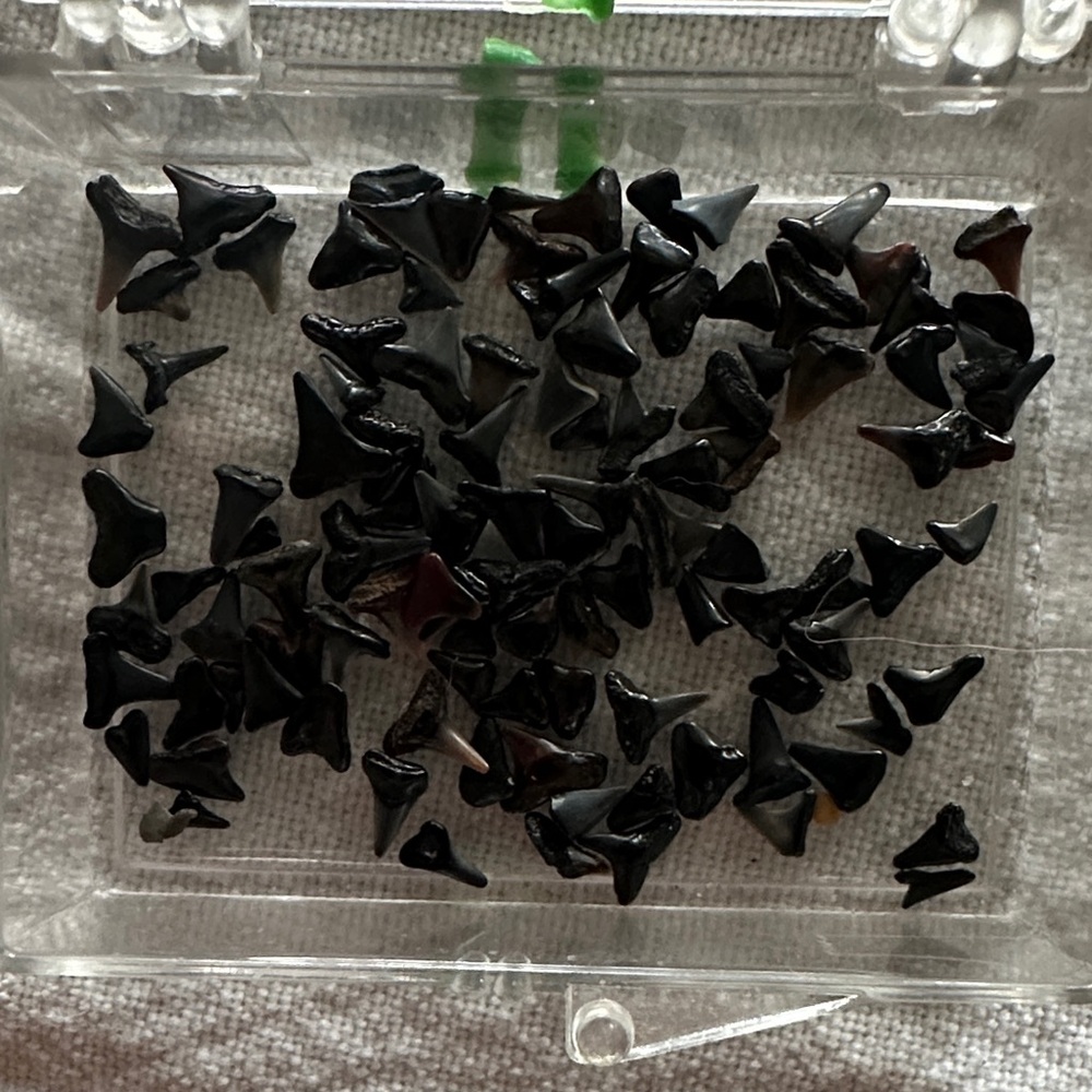 Black Micro Shark Teeth Collection